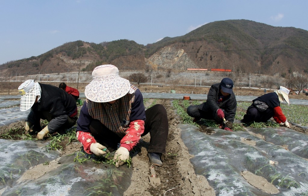 работники на полях Южной Кореи