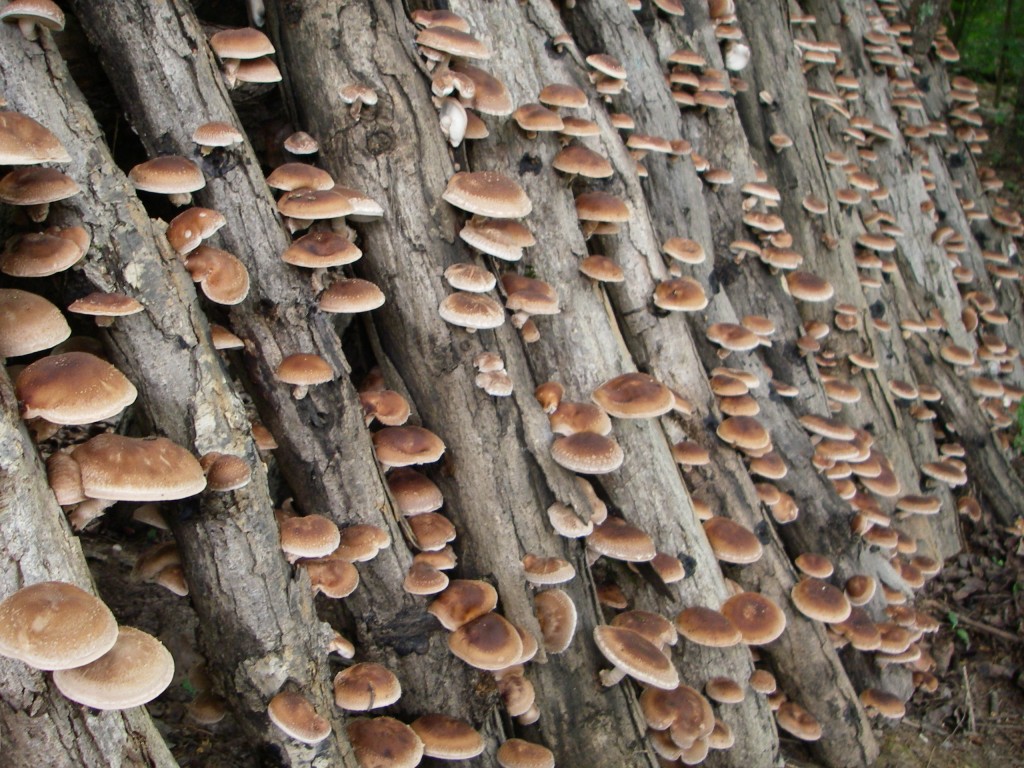 производство грибов